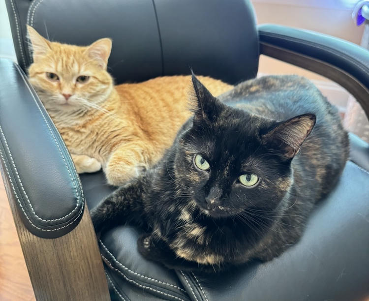 A photo of our cats